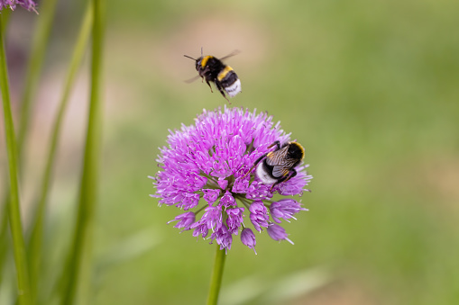 picture of two bumblebees and a bee on an allium flower in the garden
