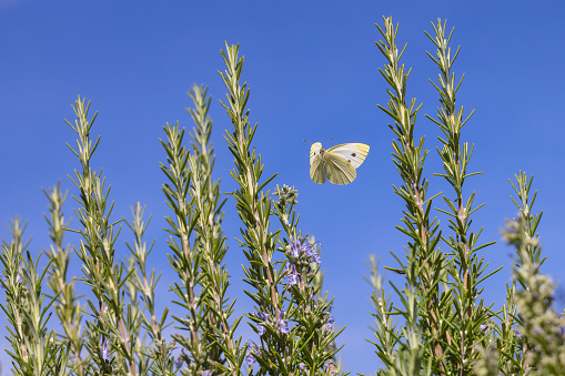 picture of aflying cabbage white butterfly over a rosemary bush