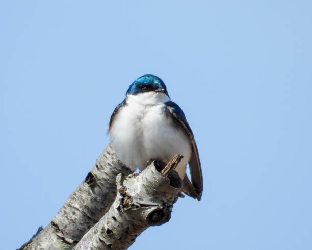 istock Tree Swallow (Tachycineta bicolor) North American Bird 1674993053