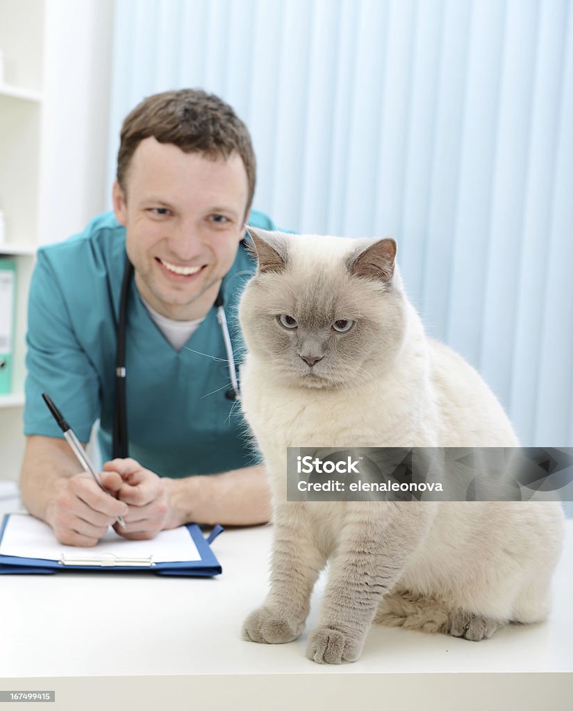 Veterinario e gatto - Foto stock royalty-free di Accudire