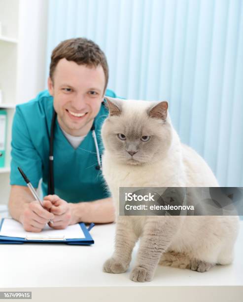 Veterinario E Gatto - Fotografie stock e altre immagini di Accudire - Accudire, Adulto, Allegro