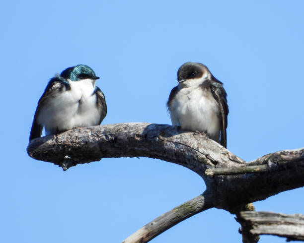 istock Tree Swallow (Tachycineta bicolor) North American Bird 1674994639