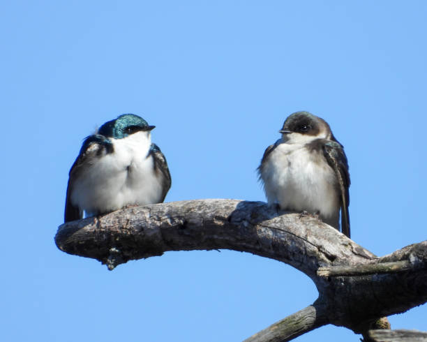 istock Tree Swallow (Tachycineta bicolor) North American Bird 1674994808