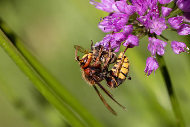 Hornet hangs on an allium flower and eats a bee