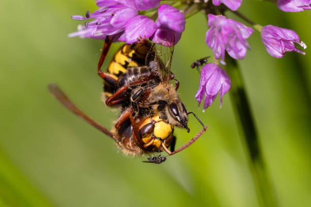istock Hornet hangs on an allium flower and eats a bee 1674997234