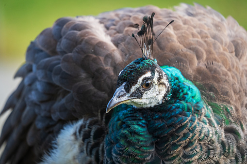 here is an upclose shot of a peacock face