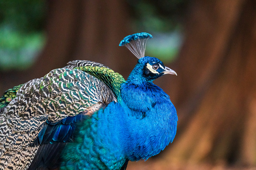 Male Peacock Close up Head Portrait
