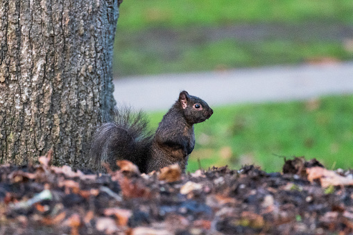 Squirrel scavenging for food on the ground.