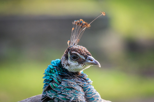 Peacock in Irton, Cumbria, Lake District, UK