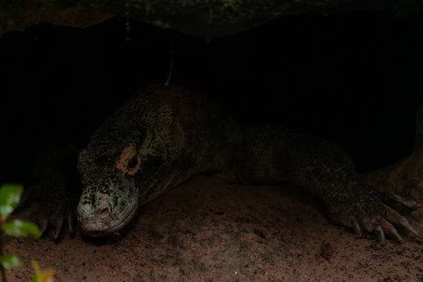 Komodo Dragon (Varanus komodoensis) hiding under the rock, Komodo National Park, Unesco World Heritage Site, Komodo Island