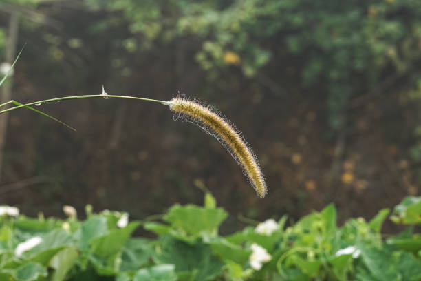 Green Setaria Parviflora on a beautiful natural background, Setaria Pumila growing up on the field