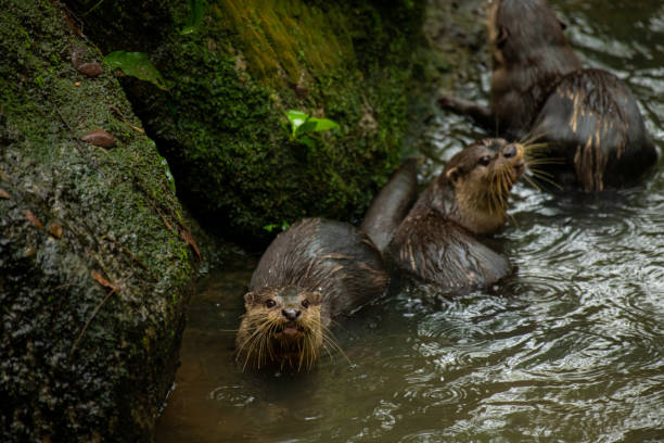istock Brown otter looking away from the camera eating fish 1675019784