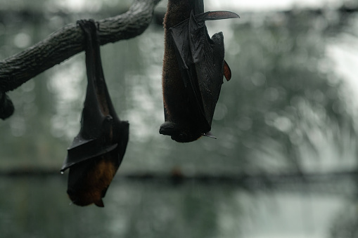 Two grey-headed flying foxes on the tree upside down during the rainy day, copy space for text, wallpaper
