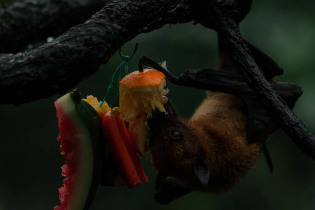 istock Fruit bat Megachiroptera eating an orange hanging upside down on a tree 1675020690