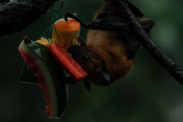 istock Grey-headed flying fox on the tree upside down eating fruit 1675020789