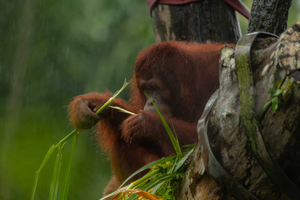 istock Male orangutan eating leaves behind the tree 1675021340