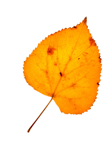 Autumn leaf of Virginia Creeper isolated on white background