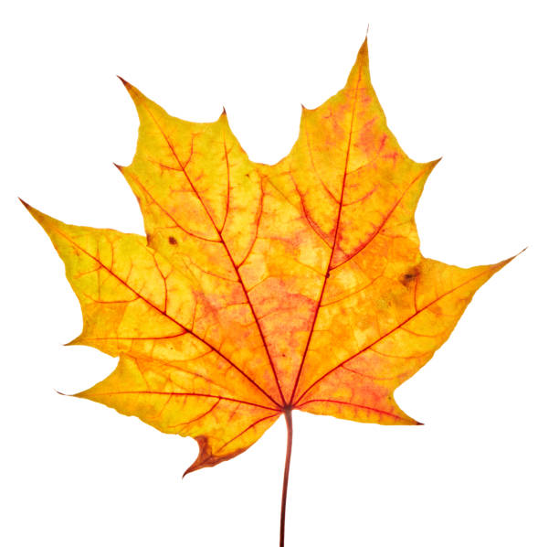 istock Autumn maple leaves isolated on white background 1675021349