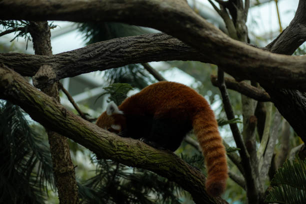 The red panda (Ailurus fulgens), also known as the lesser panda, is a small mammal native to the eastern Himalayas and southwestern China. It is an endangered species, shy in nature, and spends much of its time resting on tree branches among dense foliage.