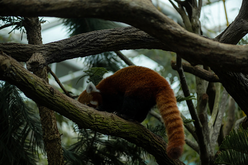 Close up on the red panda climbing the tree. Copy space for text