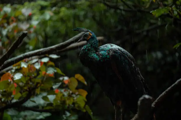 Peacock sitting on the treebranch under the rain, moody dark jungle, copy space for text
