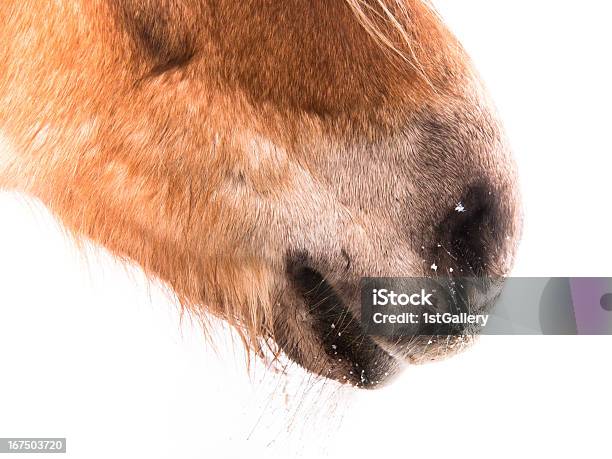 Pferdmund Und Nase Nostrils Stockfoto und mehr Bilder von Braun - Braun, Extreme Nahaufnahme, Fotografie