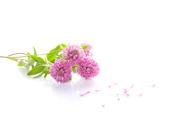 flowers of red clover isolated on a white background