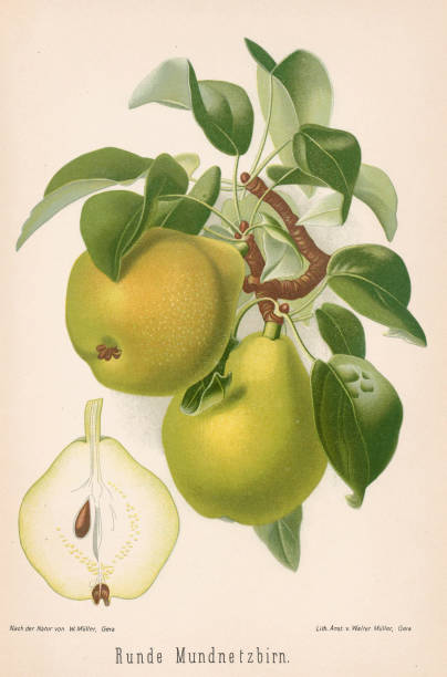 istock Fruits. Vintage pear illustration. 19th-century German bookplate 1675044753