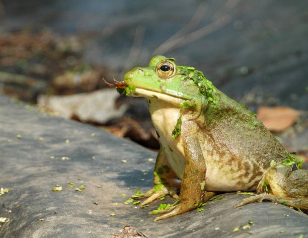 istock Green Frog (Lithobates clamitans) North American Amphibian 1675049633
