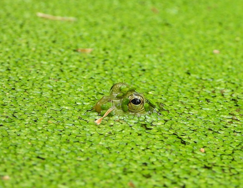 Frog sunning itself in a pond.
