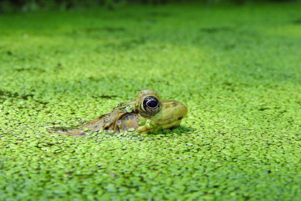 Green Frog (Lithobates clamitans) North American Amphibian