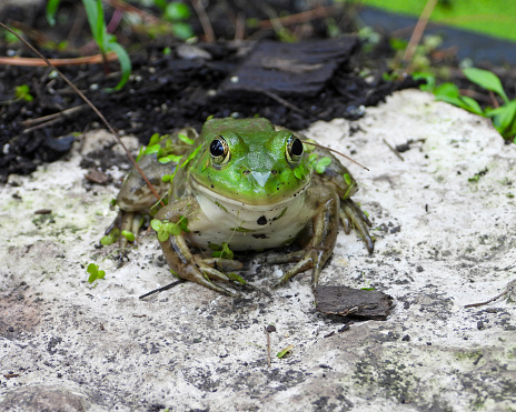 Green Frog (Lithobates clamitans) North American Amphibian