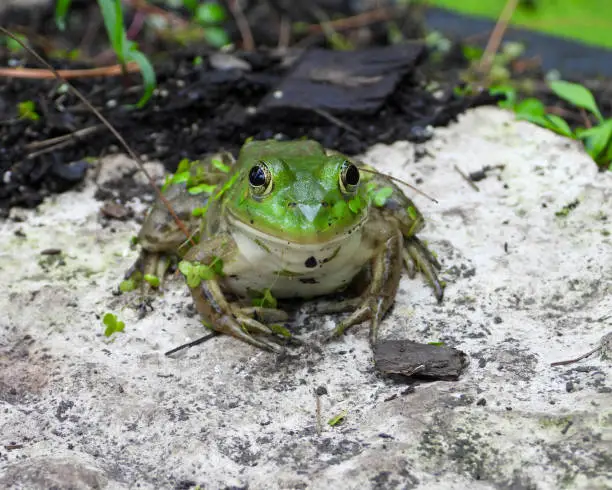 Green Frog (Lithobates clamitans) North American Amphibian