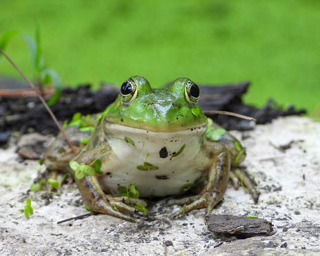 Green Frog (Lithobates clamitans) North American Amphibian