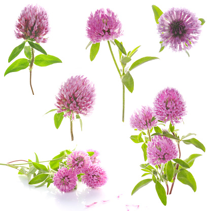 flowers of red clover isolated on a white background