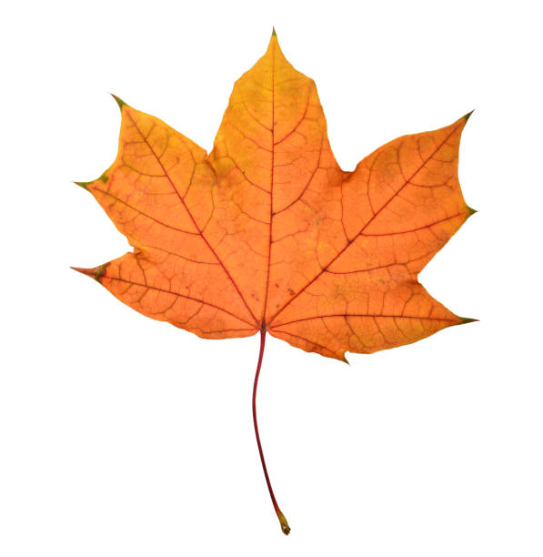 istock Beautiful colorful autumn leaf 1675075106