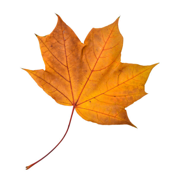 istock Beautiful colorful autumn leaf 1675075115