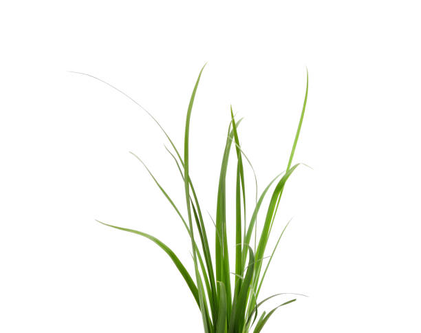 istock Bunch of green grass. 1675085213