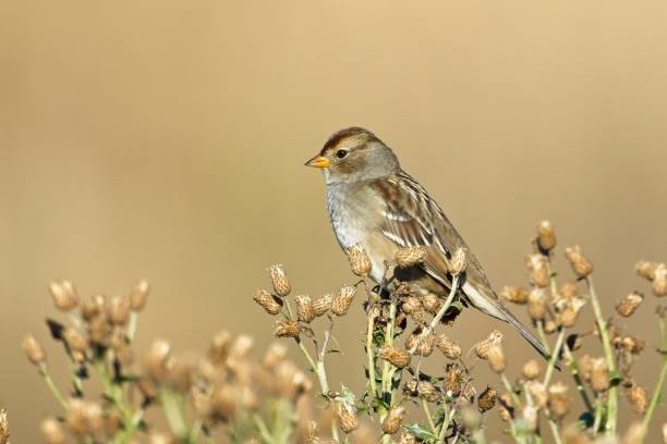 istock Song sparrow perched on dry brush. 1675086850