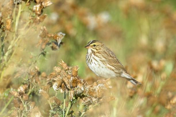 istock Cute song sparrow in the meadow. 1675087391