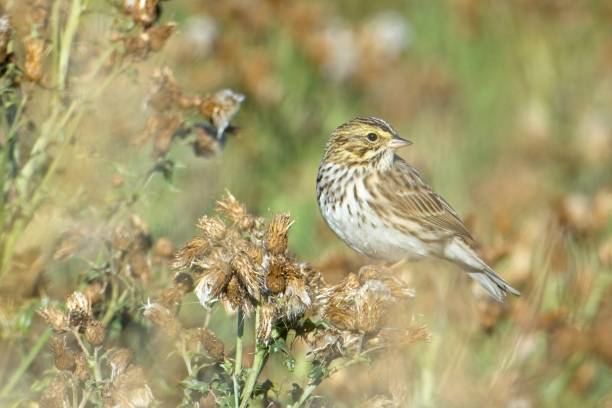 istock Song sparrow looks back to its left. 1675087974