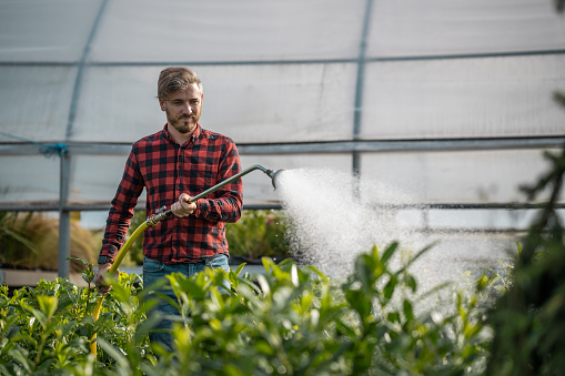 A gardener in a red checkered shirt and apron waters bushes and seedlings in the morning