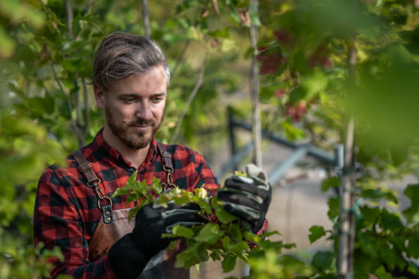 portrait of a gardener pruning seedlings - gardening vegetable garden action planting imagens e fotografias de stock