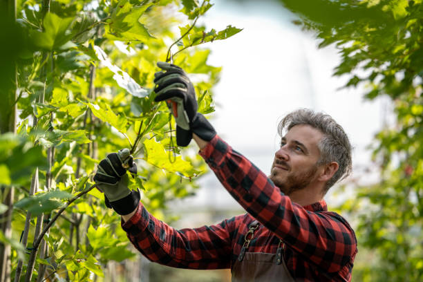 istock Portrait of a gardener pruning seedlings 1675120489