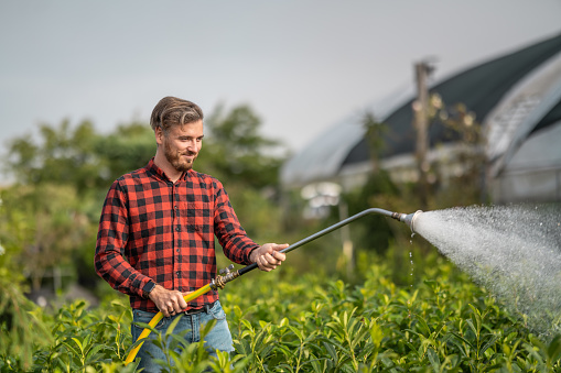 A gardener in a red checkered shirt and apron waters bushes and seedlings in the morning
