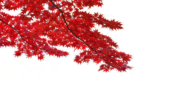 白い背景に秋の季節に赤いカエデの葉。 - autumn leaf frame decoration ストックフォトと画像