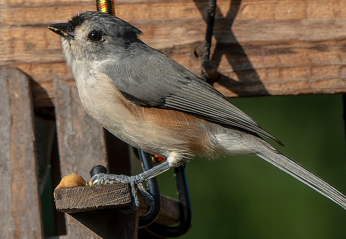 Black Capped Chickadee on the bird feeder