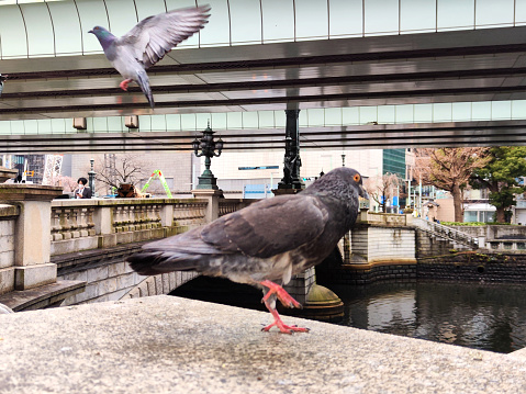 Pigeons by the iconic Nihonbashi bridge, designed by Tsumaki Yorinaka and constructed of stone on a steel frame, dates from 1911. Tokyo, Japan.