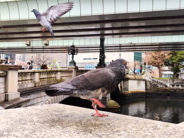 Pigeons at Nihonbashi bridge, Tokyo, Japan - fotografia de stock