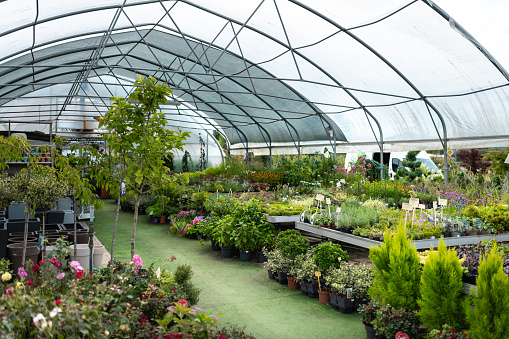 A view of the greenhouse full of potted plants, seedlings, trees, flowers. Without people.